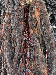 Eucalyptus sideroxylon