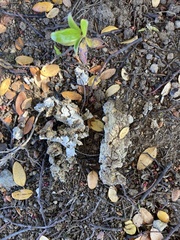 Ninox novaeseelandiae