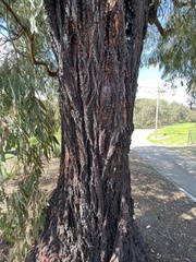 Eucalyptus sideroxylon