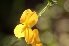 Chapmannia floridana