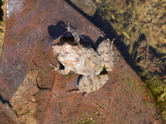 Pseudopaludicola pusilla