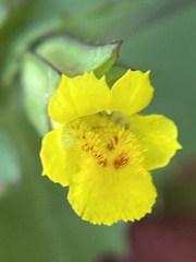 Erythranthe brevinasuta