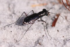 Cicindela scabrosa