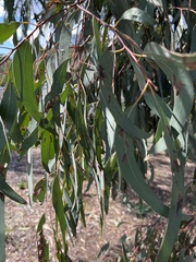 Eucalyptus sideroxylon