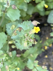 Erythranthe brevinasuta