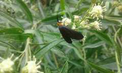 Ctenucha rubriceps