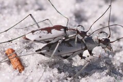 Ellipsoptera hirtilabris