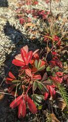 Sibbaldiopsis tridentata