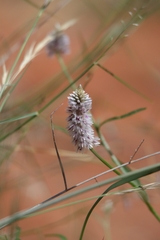 Ptilotus obovatus