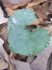 Erysiphe cruciferarum