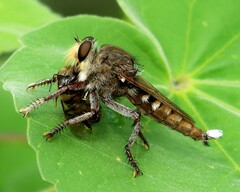 Promachus truquii