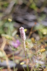 Ptilotus obovatus