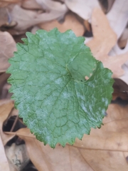 Erysiphe cruciferarum