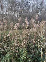 Phragmites