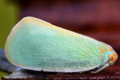 Ormenaria rufifascia