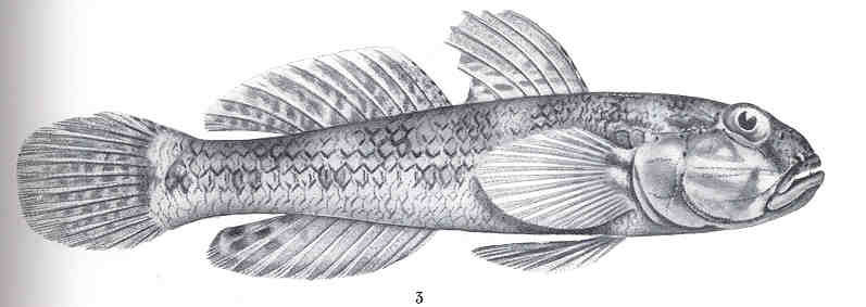 Oystergoby