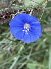 Jacquemontia abutiloides