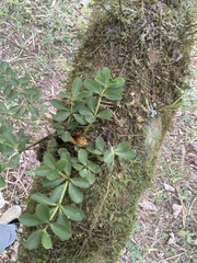 Peperomia tetraphylla