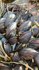 Mytilus edulis