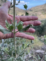 Condea