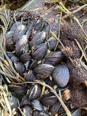 Mytilus edulis