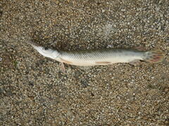 Lepisosteus oculatus