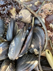 Mytilus edulis