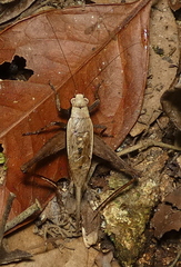 Eneoptera surinamensis