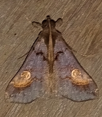 Scopifera lycagusalis