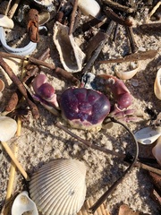 Gecarcinus lateralis