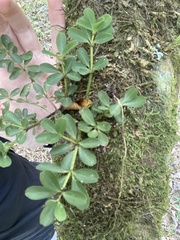 Peperomia tetraphylla