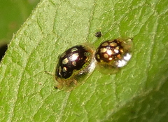 Plagiometriona microcera