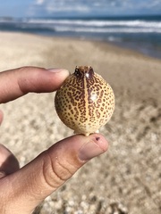 Persephona aquilonaris