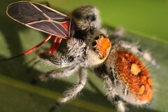 Phidippus regius