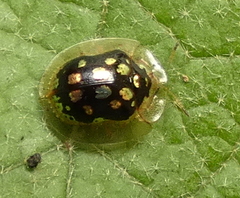 Plagiometriona microcera