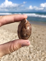 Bulla occidentalis