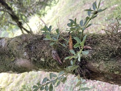 Peperomia tetraphylla