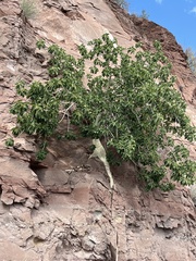 Ficus petiolaris palmeri