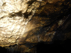 Keroplatidae