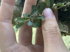 Peperomia tetraphylla
