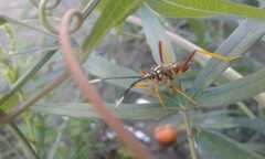 Holhymenia histrio