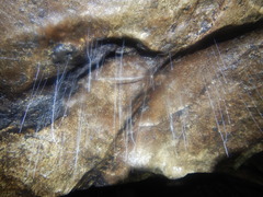 Keroplatidae