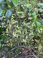 Coprosma spathulata