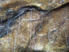 Keroplatidae