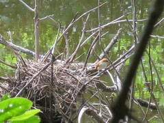 Certhiaxis cinnamomeus