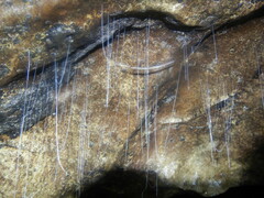 Keroplatidae