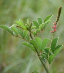 Indigofera hirsuta