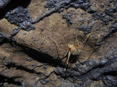Phalangopsidae