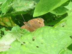 Junonia evarete
