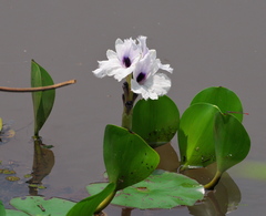 Pontederia azurea
